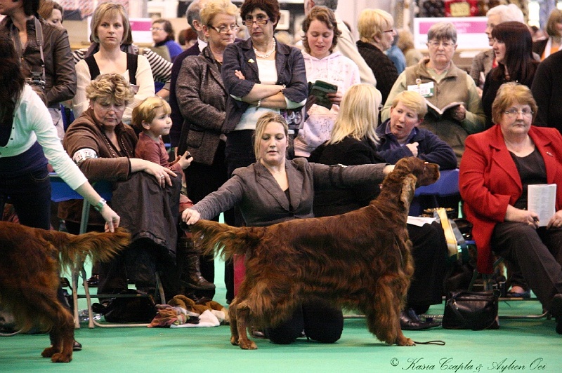 Crufts2011_2 030.jpg